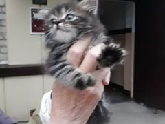 Отдам котенка в добрые руки)