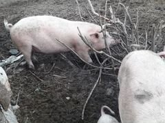 Свиньи супоросные
