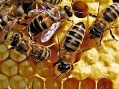 Пчелы 10 семей