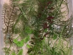 Аквариумные растения (прополка)