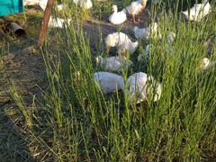 Гуси белые линдовские