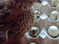 Яйца куриные/перепелиные