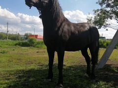 Лошадь