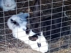 Кролики, молодняк
