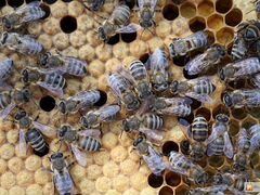 Продам пчелосемьи и ульи