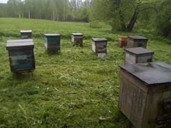 Пчёло-семьи