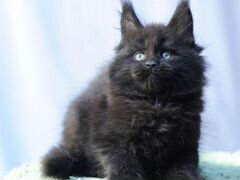 Кошечка черный солид