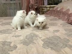 Персидские котята-мальчики