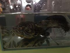 Черепаха пару красноухая самка и чёрная Болотная с