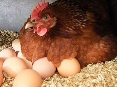 Продам кур несушек и петухов,домашние яйца