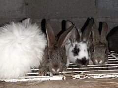 Кролики разных видов