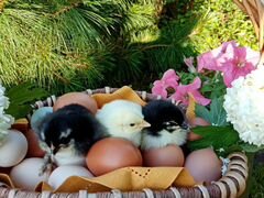 Цыплята, инкубационные яйца, петухи на племя