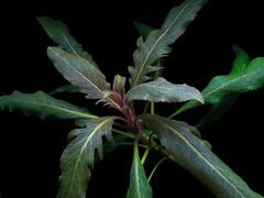 Стаурогин бихар. аквариумное растение