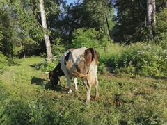 Корова и тёлочка
