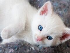 Белый котёнок