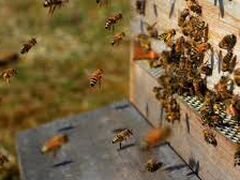 Продам отводки пчел