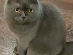 Шотландский вислоухий кот 5 лет
