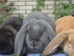 Кролики фр.баран
