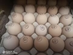 Инкубационное яйцо кобб 500 чехия