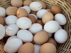 Деревенские домашние яйца