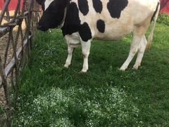 Голштинская корова молодая стельная