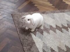 Кролик «Вислоухий Баран»