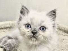 Котёнок от персидской кошечки