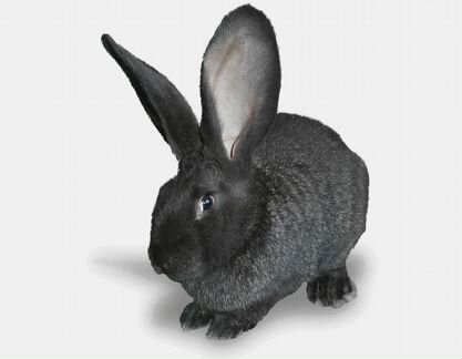 Крольчата породы Фландр, Серебро, Калифорния