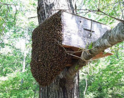 Продам лесные рои пчел
