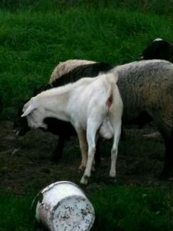 Зааненский козёл и коза