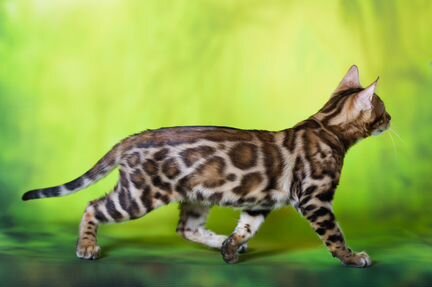 Леопардики, самые шикарные кошки