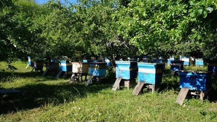 Пчеловодство,помощь и обучение