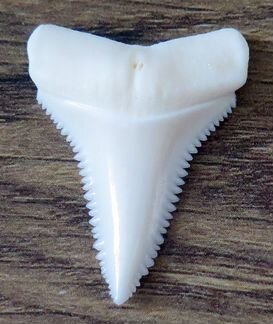 Зуб акулы L33.6 мм
