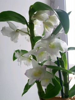 Орхидея (дендробиум)