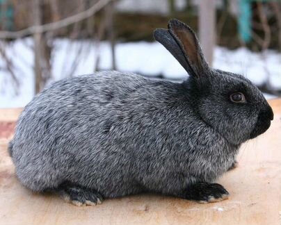 Продам кроликов Серебро