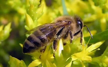 Пчелы приокский пароды
