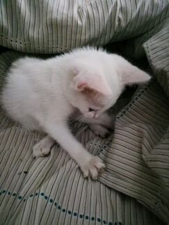 Белый котенок зеленоглазый