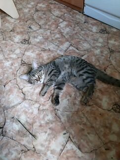 Шатланский котик 8 месяцев