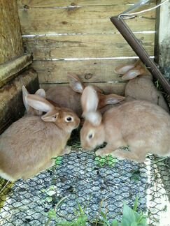 Кролики и кролихи