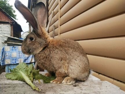 Продам кроликов фландр