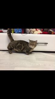 Манчкин кот вязка(кошка-такса, кошка-коротконожка)