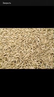 Зерно- пшеница ячмень