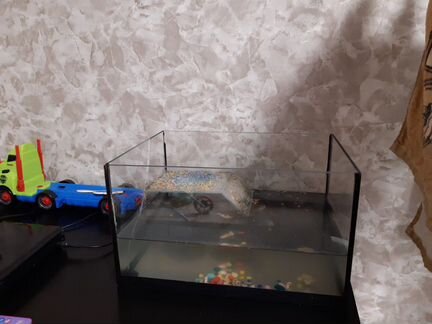 Красноухие черепашки с аквариумом