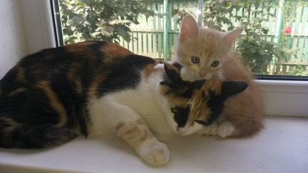 Две кошечки сестренки у каждой по котёнку