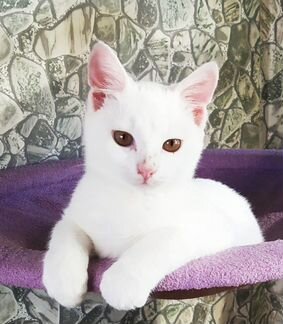 Белоснежный котенок-подросток в добрые ручки