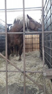 Продажа лошадей Кировская область