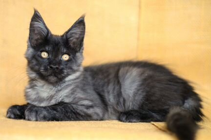 Котик мейн-кун окрас черный дым 3 месяца купить