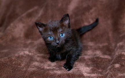 Черные пушистые котята