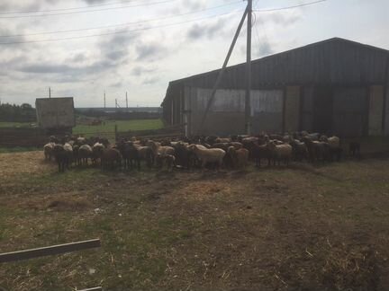 Фермерское хозяйство (разведение овец)
