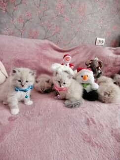 Невские Маскарадные Сибирские котята